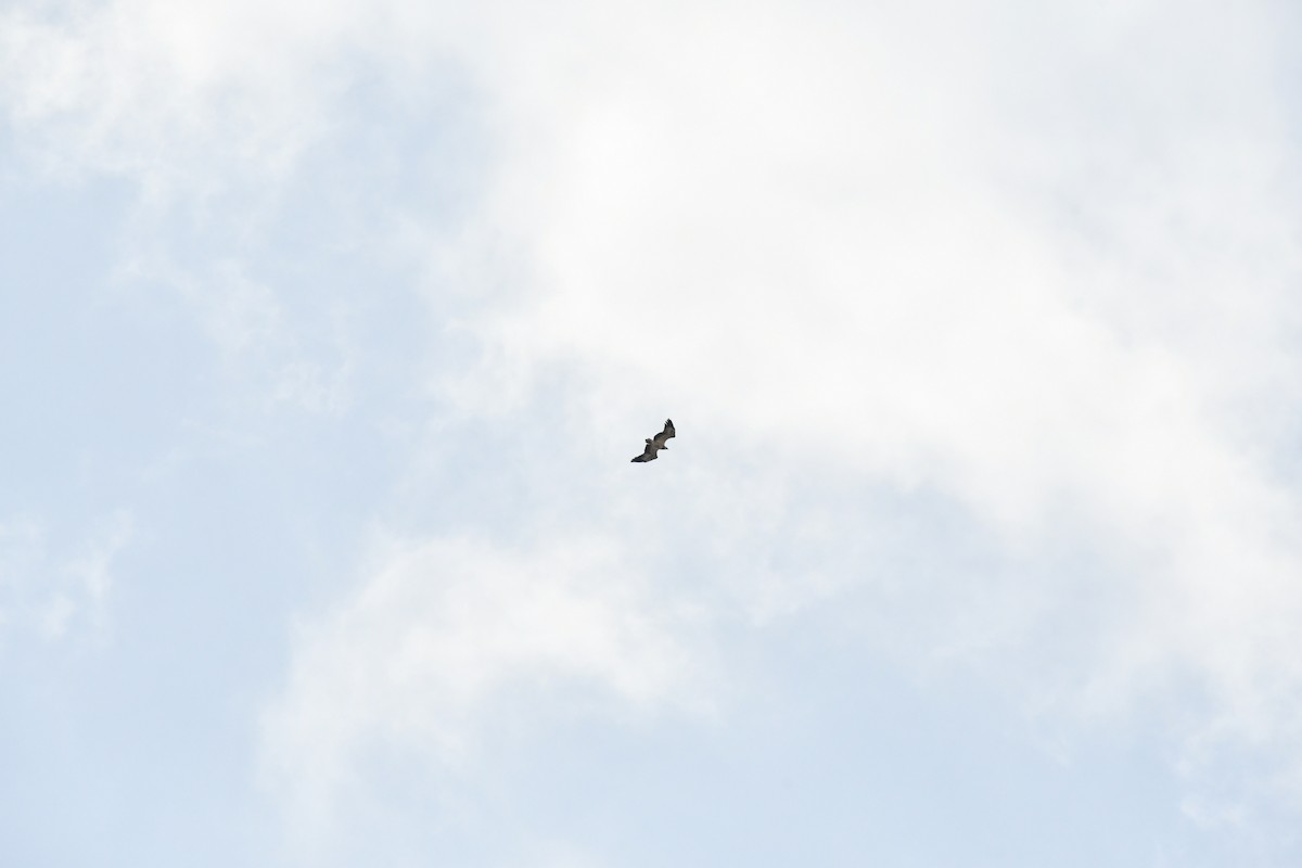 orel bělobřichý - ML644136727