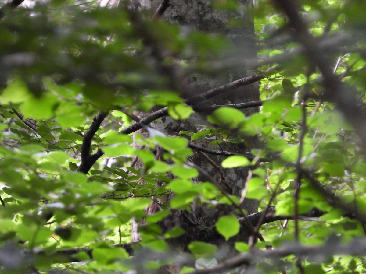 Ural Owl - ML644136739