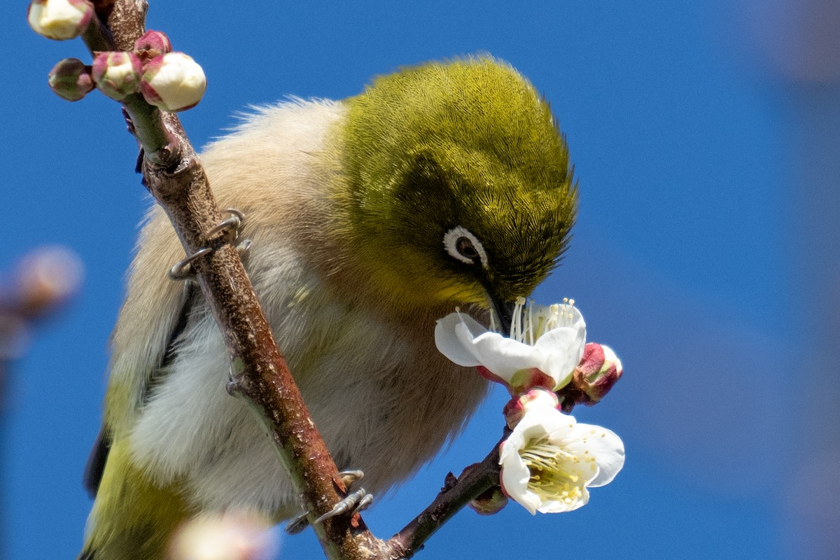 Warbling White-eye - ML644136742