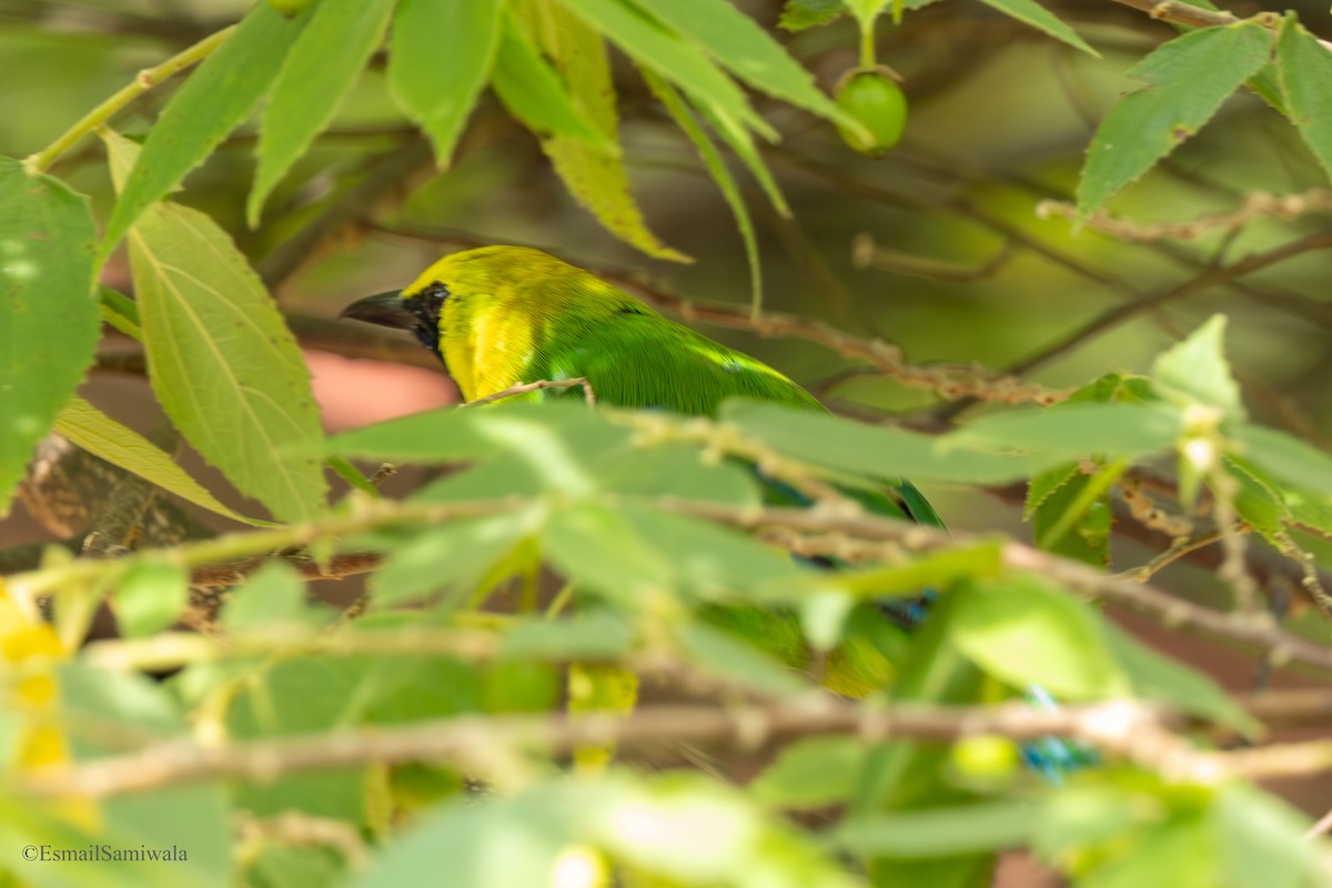 Blue-winged Leafbird - ML644136744