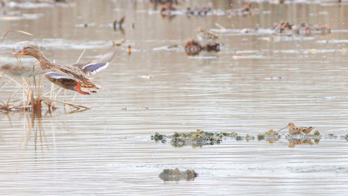Common Snipe - ML644136747