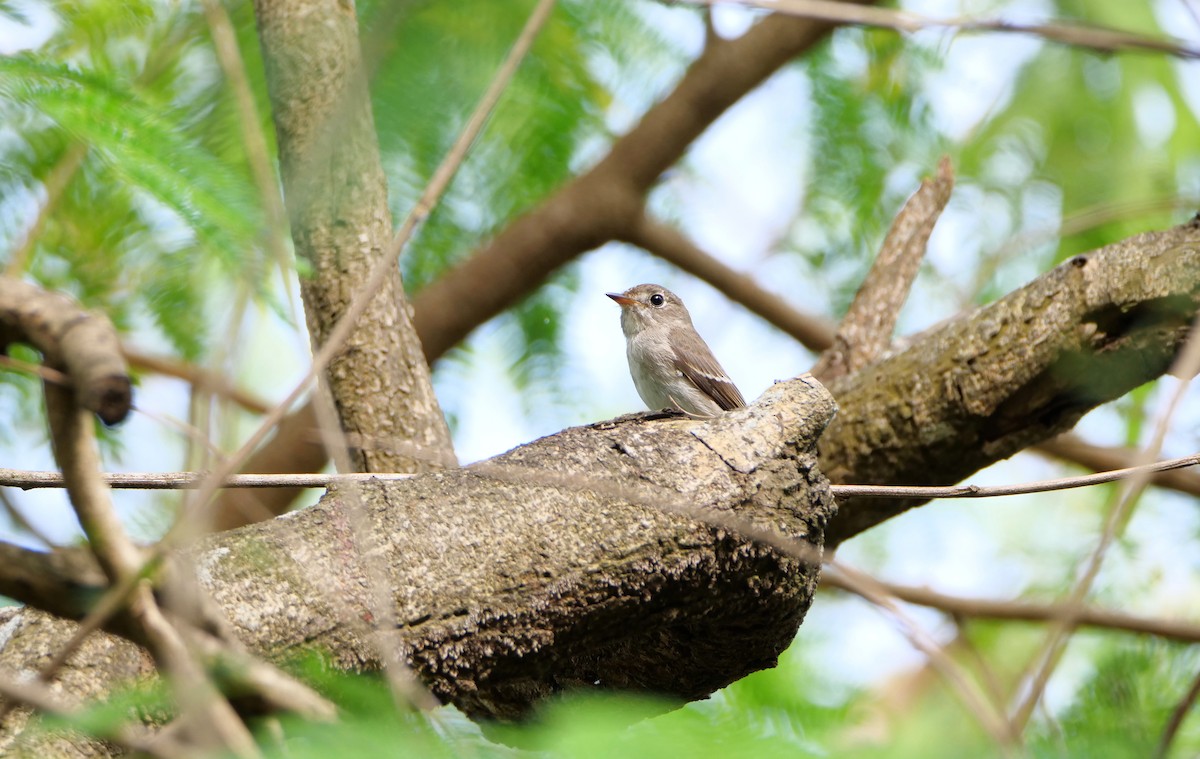 Дагуурын намнаахай - ML644136756