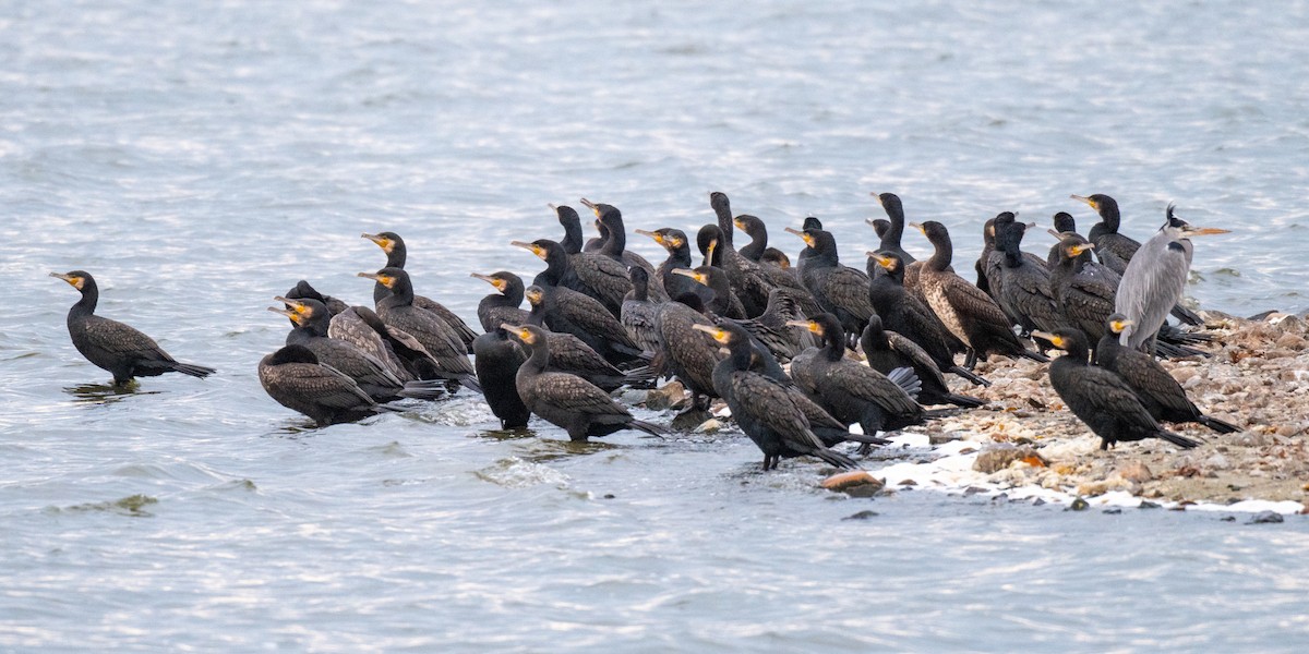 Great Cormorant - ML644136785