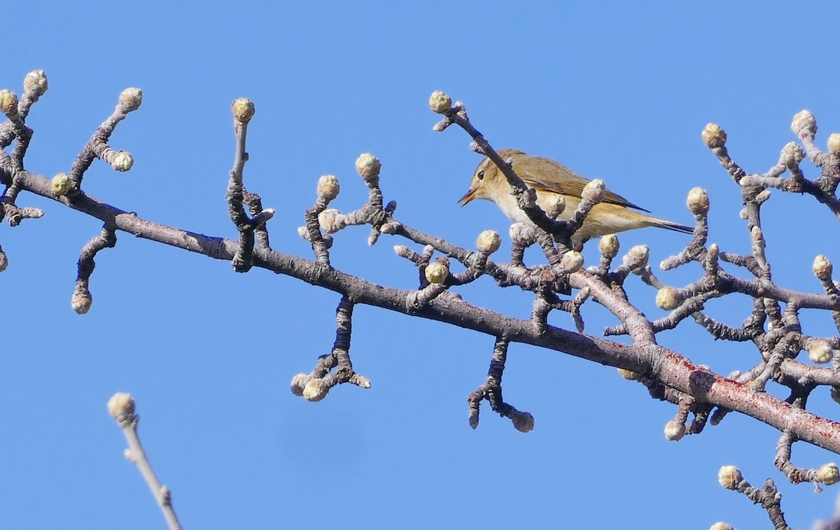 Eastern Bonelli's Warbler - ML644136789