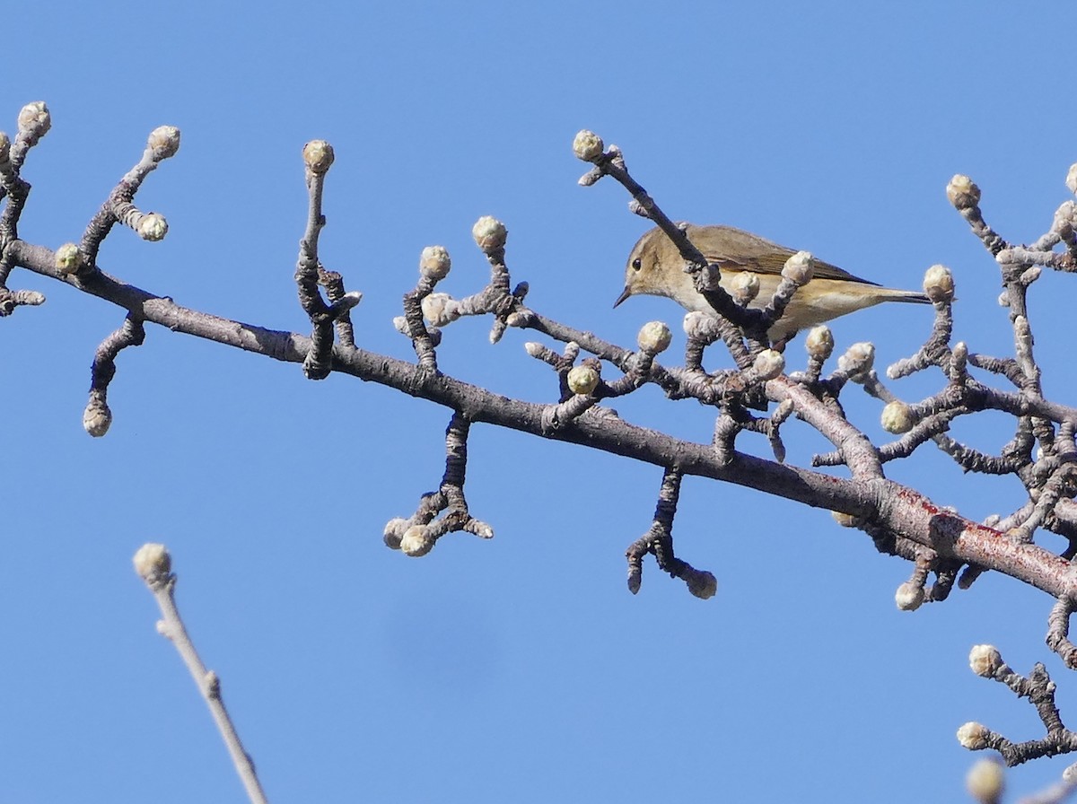 Eastern Bonelli's Warbler - ML644136790