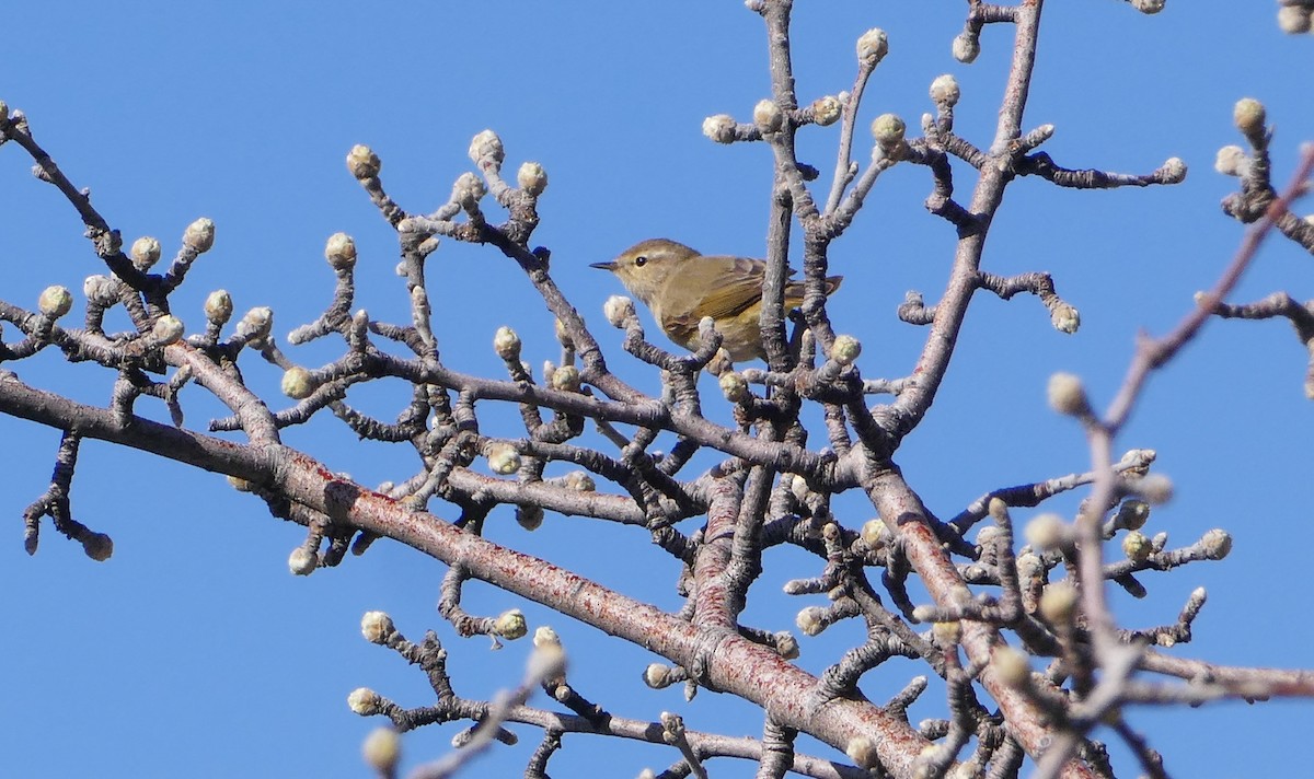 Eastern Bonelli's Warbler - ML644136791