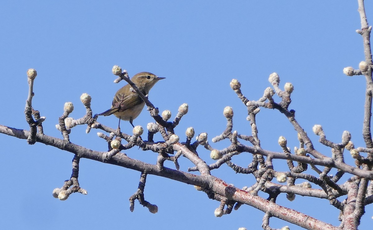 Eastern Bonelli's Warbler - ML644136792