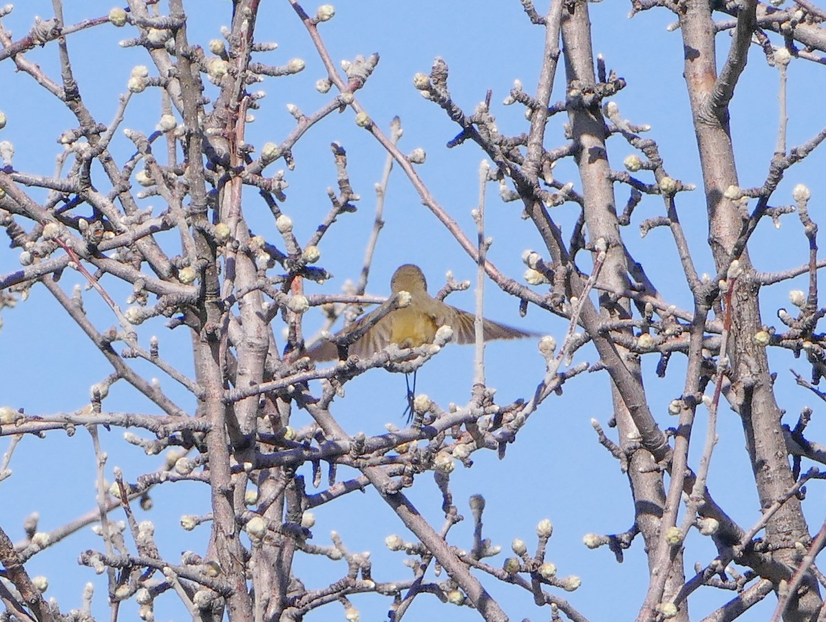 Eastern Bonelli's Warbler - ML644136793