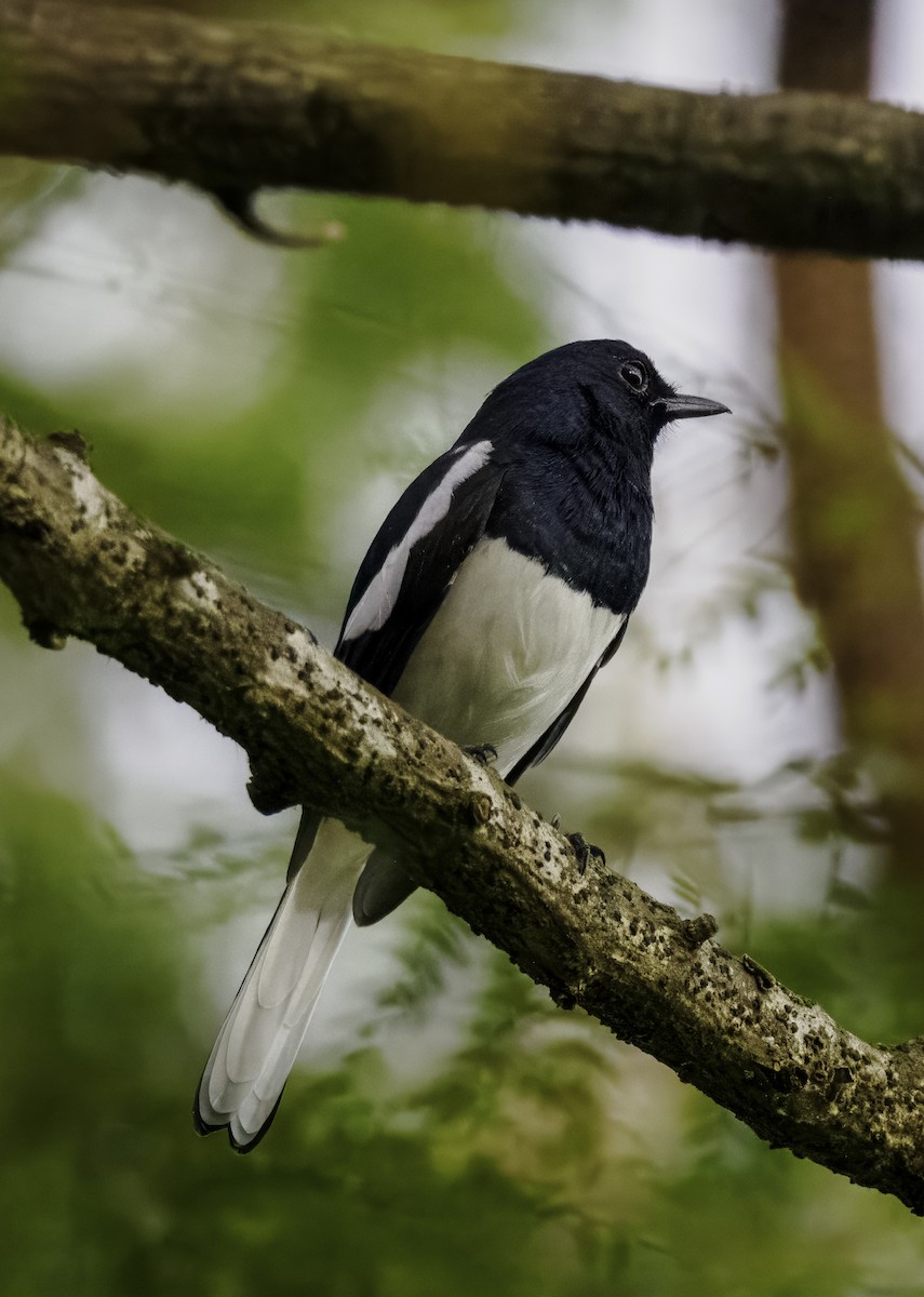 Oriental Magpie-Robin - ML644136794