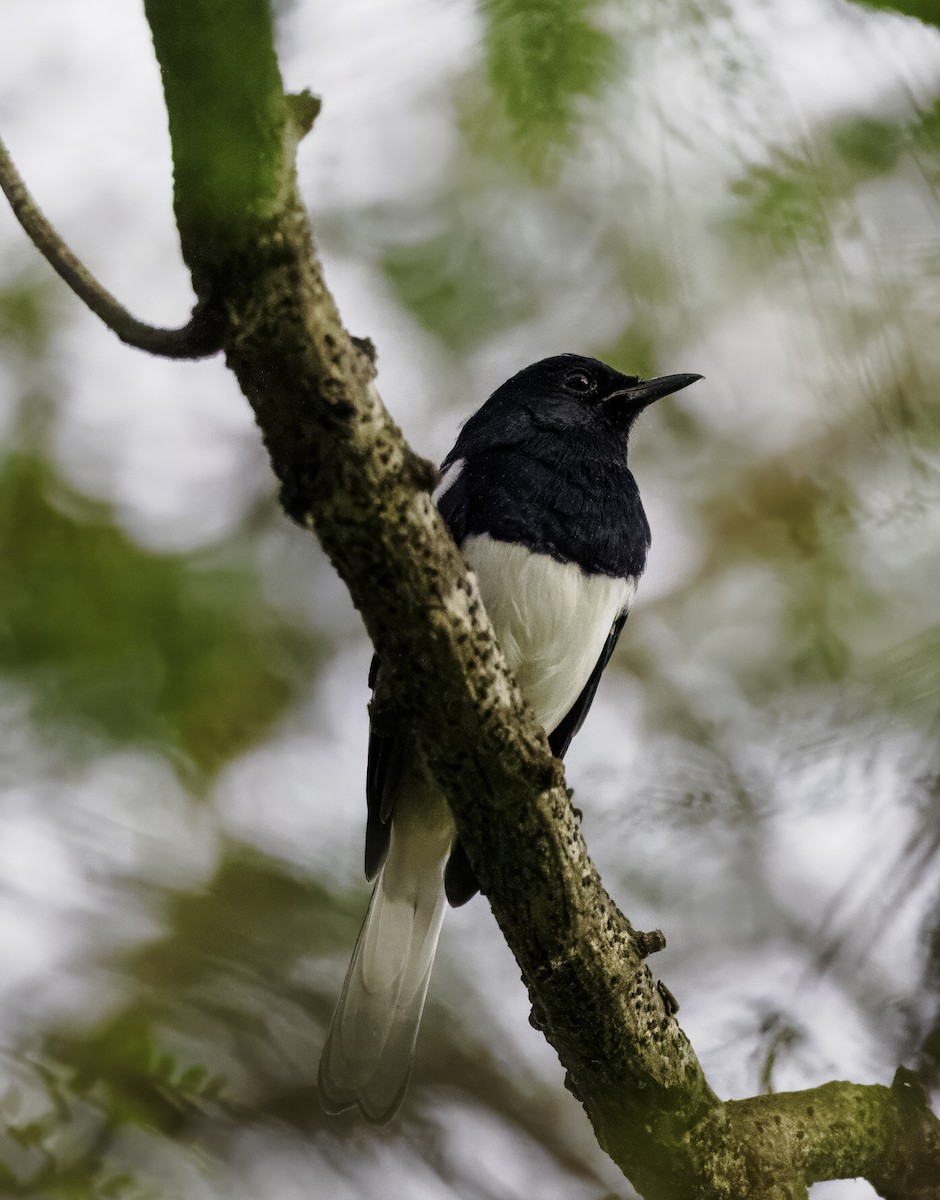 Oriental Magpie-Robin - ML644136795