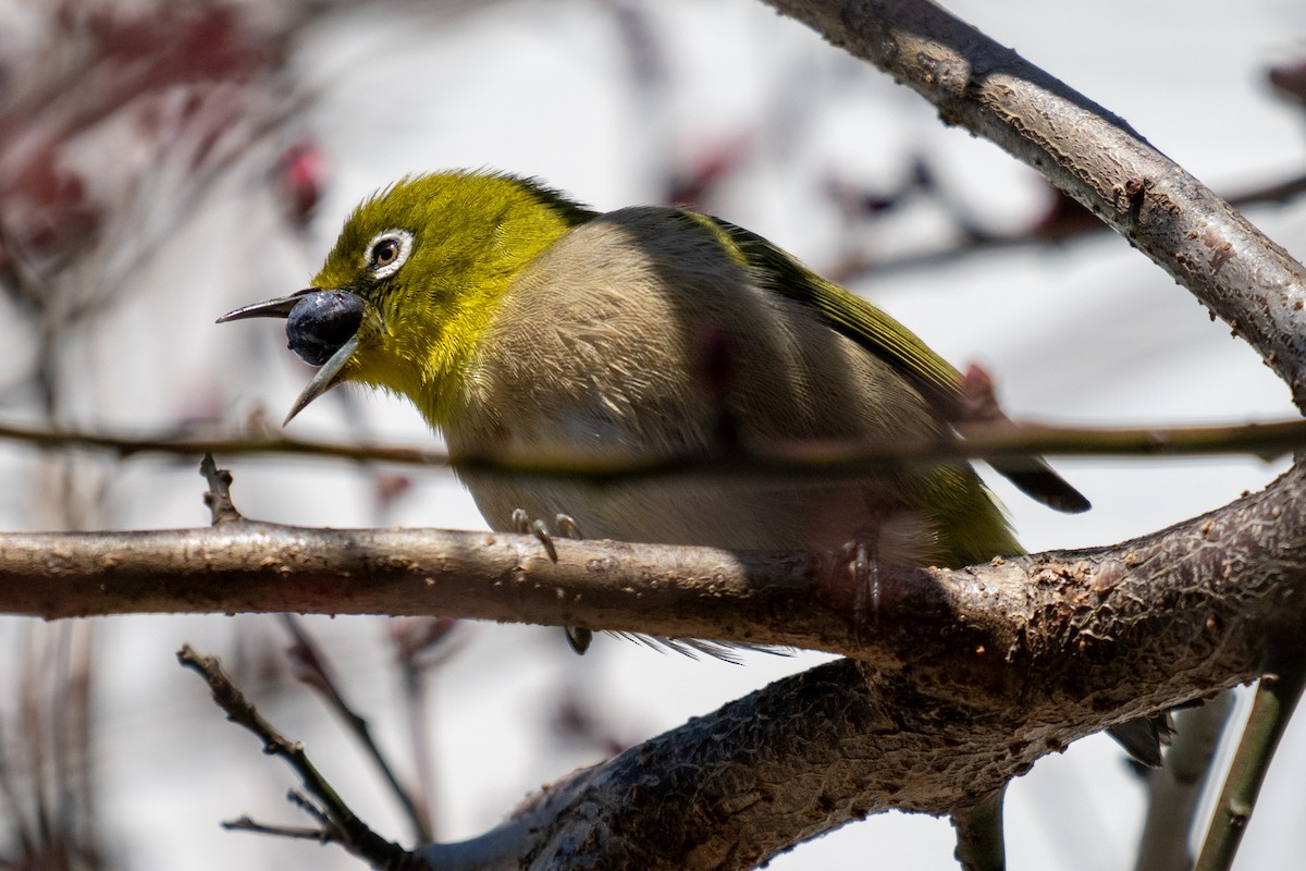Warbling White-eye - ML644136801
