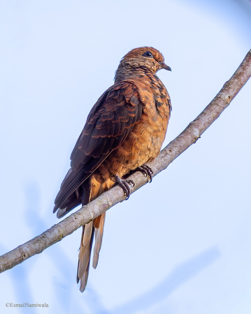 nymfegjøkdue - ML644136813