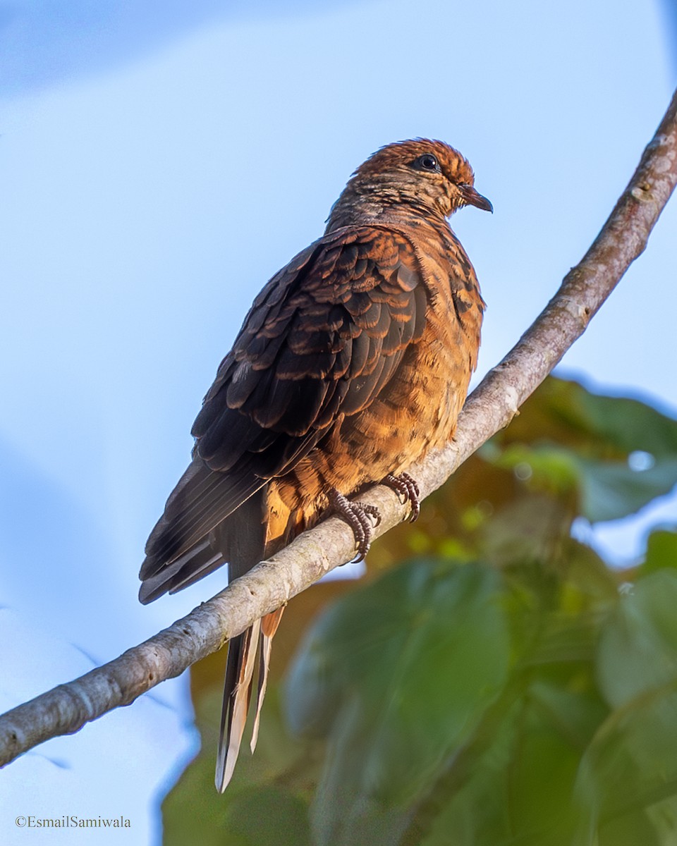 nymfegjøkdue - ML644136820