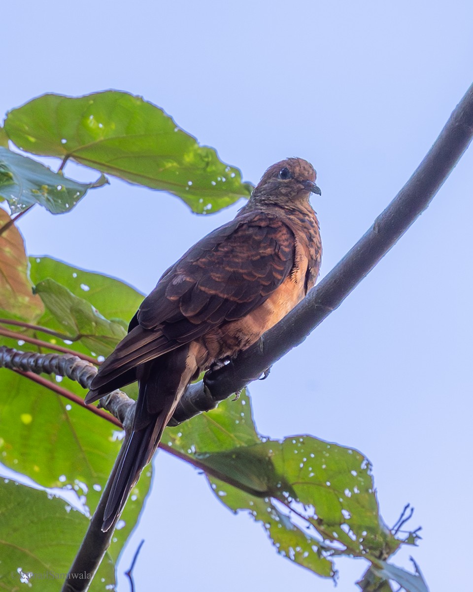 nymfegjøkdue - ML644136821