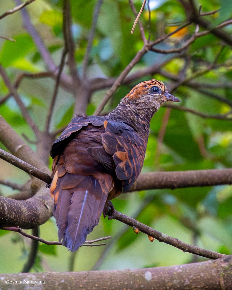 nymfegjøkdue - ML644136822