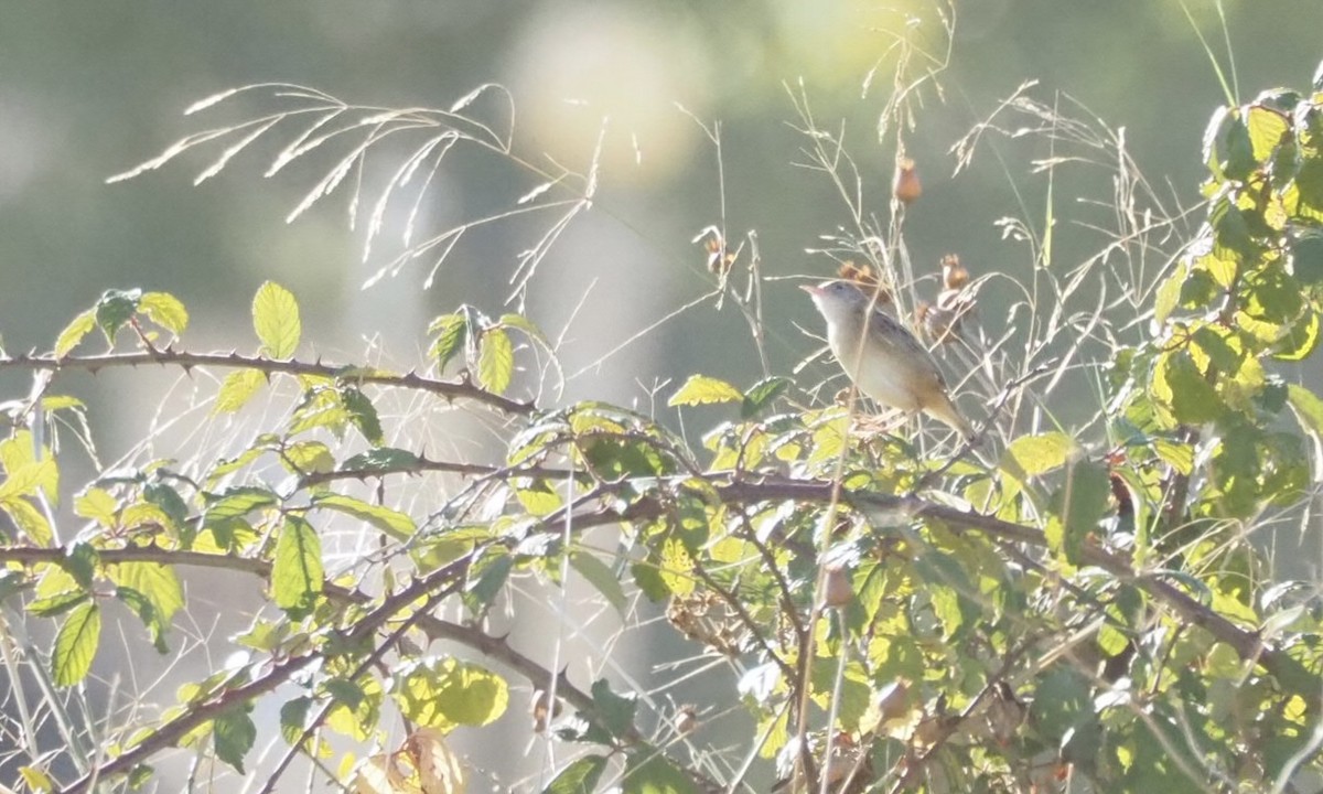 Sterpazzola - ML644136824