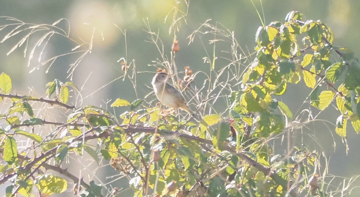 Sterpazzola - ML644136825