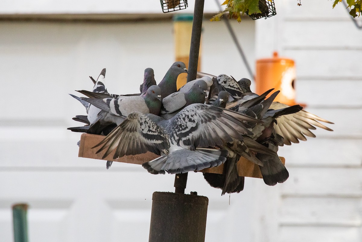 Rock Pigeon (Feral Pigeon) - ML644136826