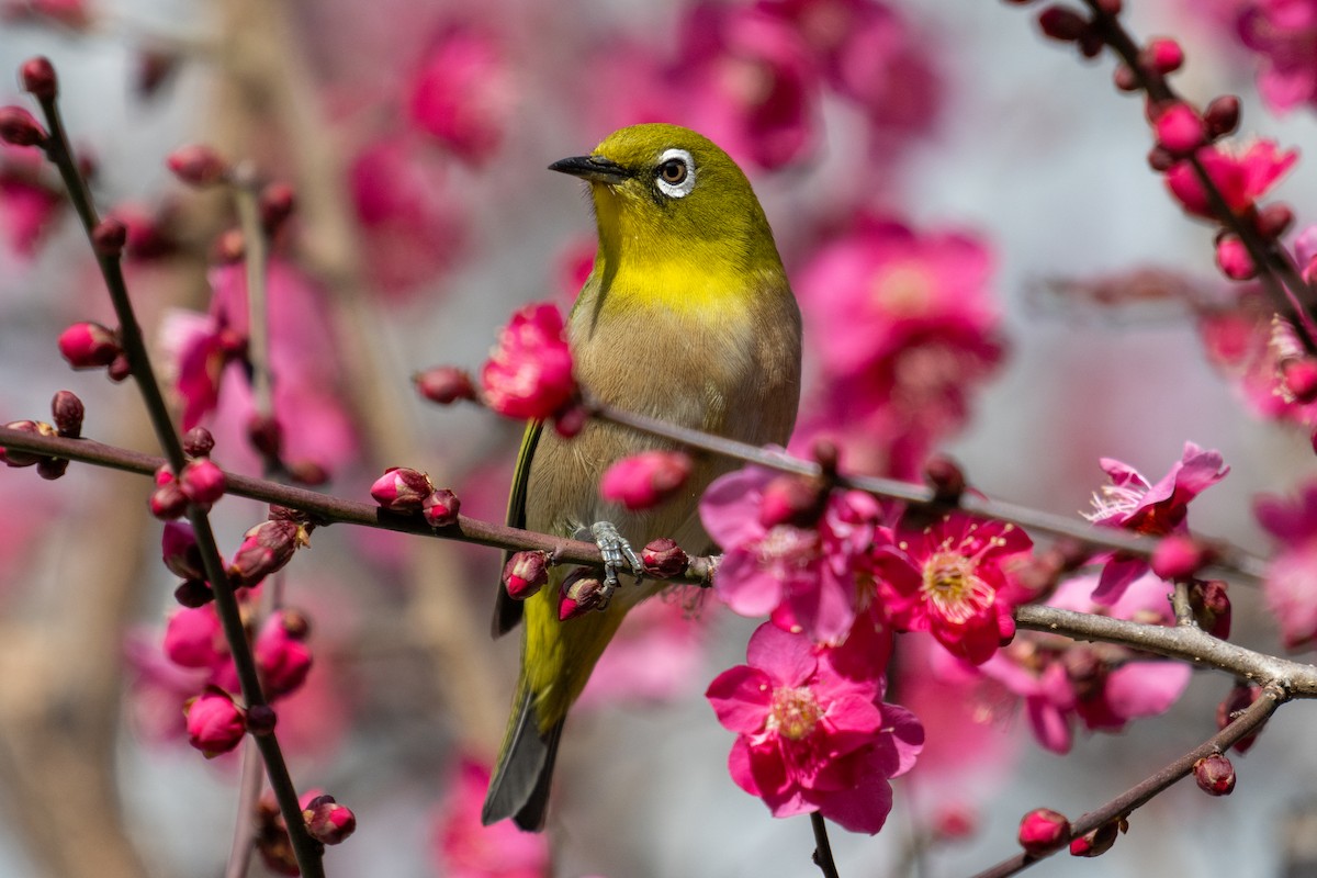 Warbling White-eye - ML644136843