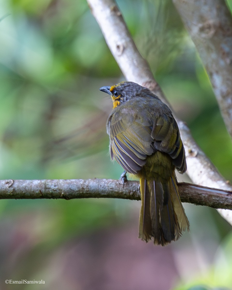 Stripe-throated Bulbul - ML644136846