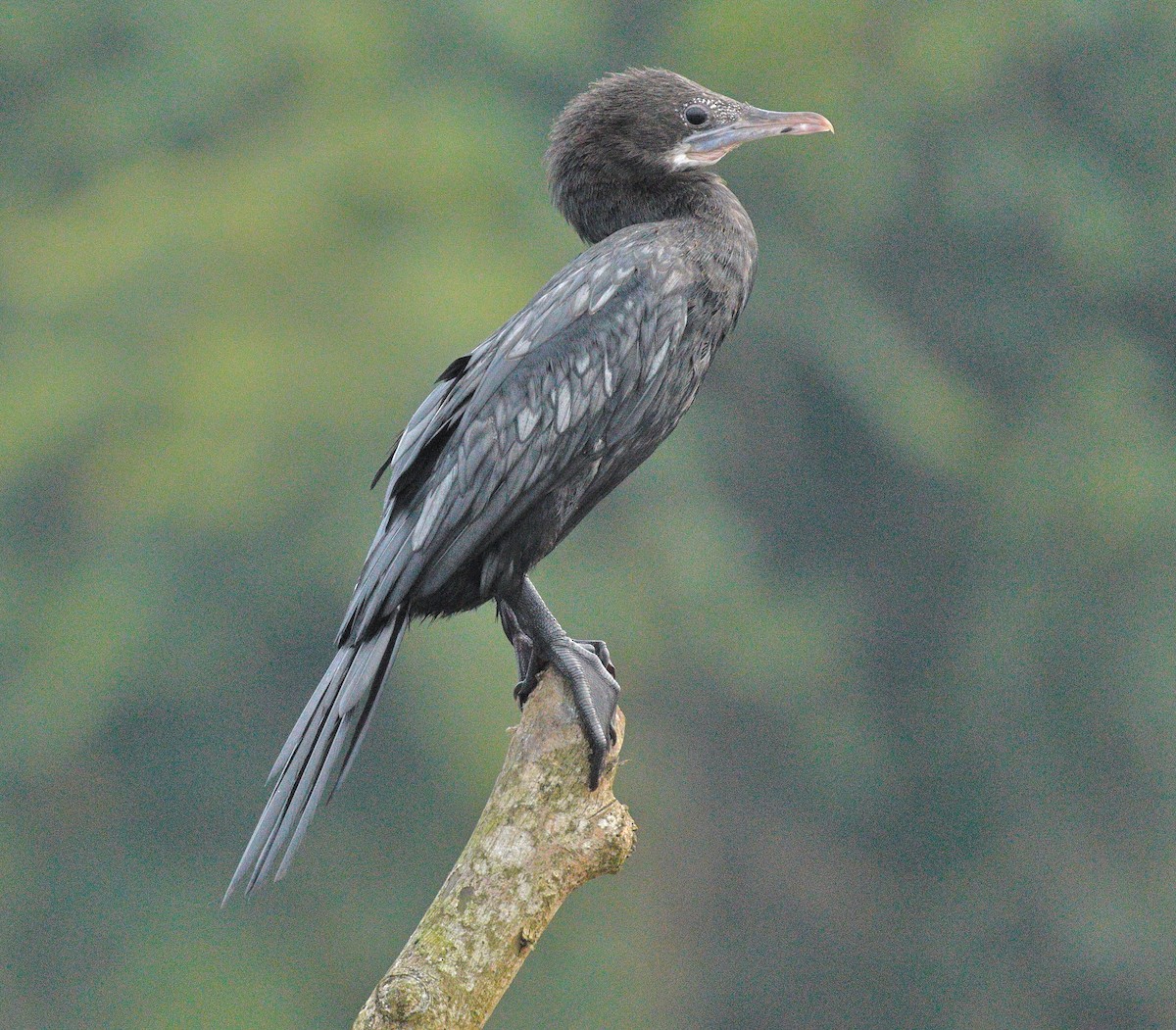 アジアコビトウ - ML644136848