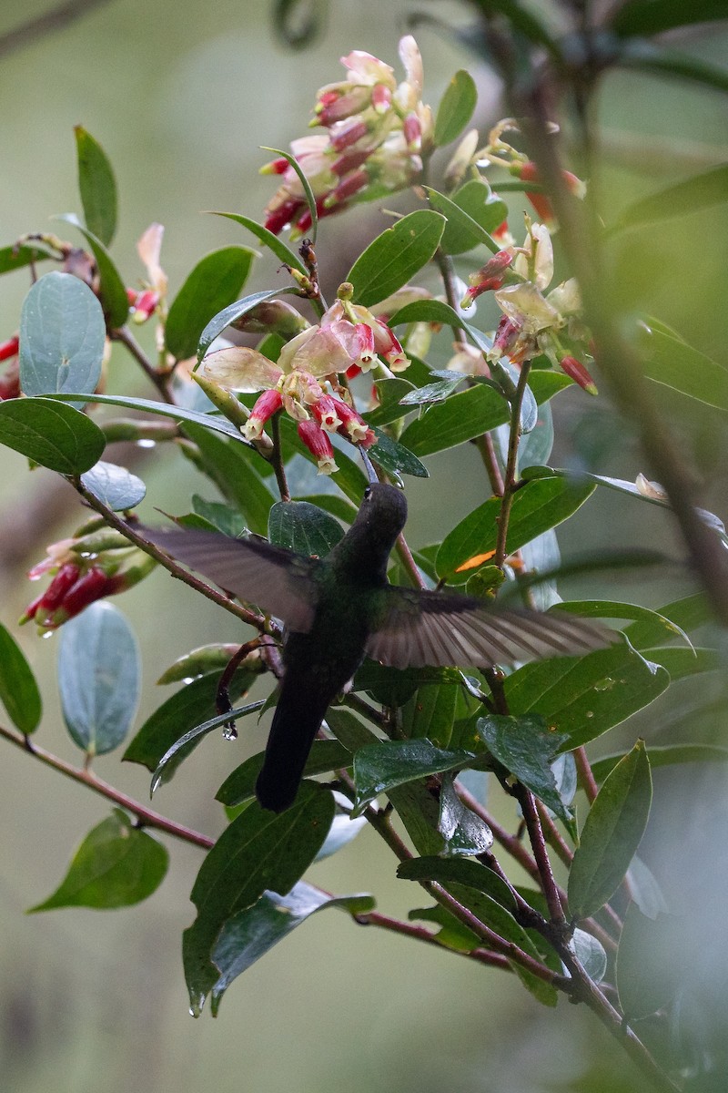 Calzadito Verdoso Sureño - ML644136857