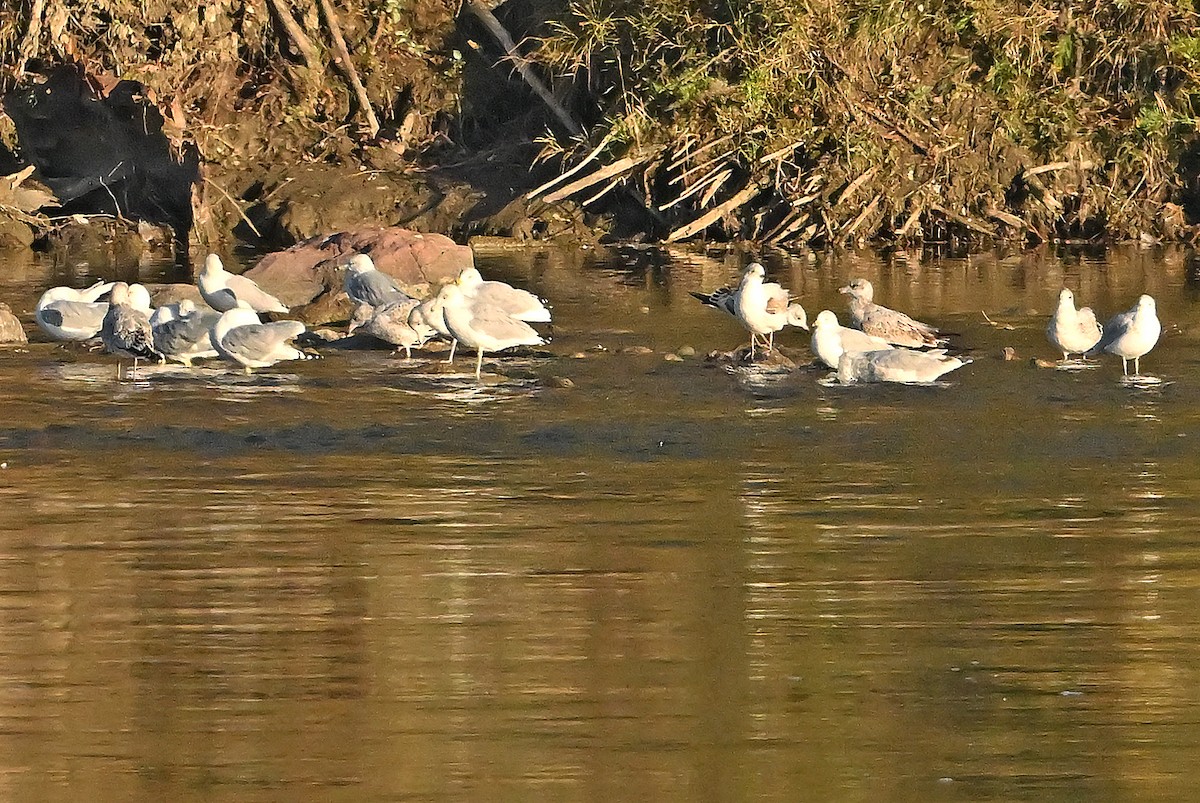 Ring-billed Gull - ML644136858
