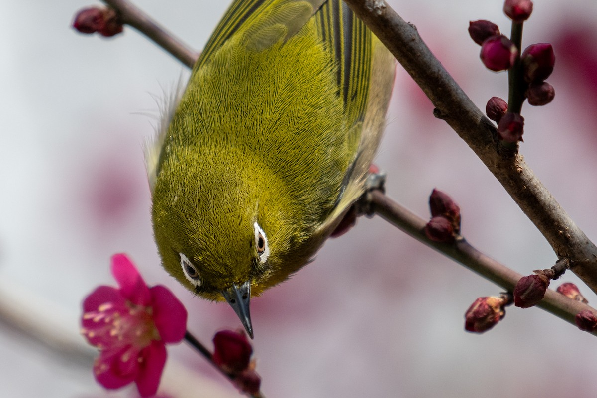 Warbling White-eye - ML644136875