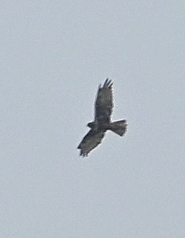 Eastern Marsh Harrier - ML644136877