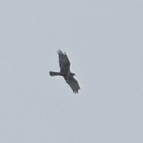 Eastern Marsh Harrier - ML644136878