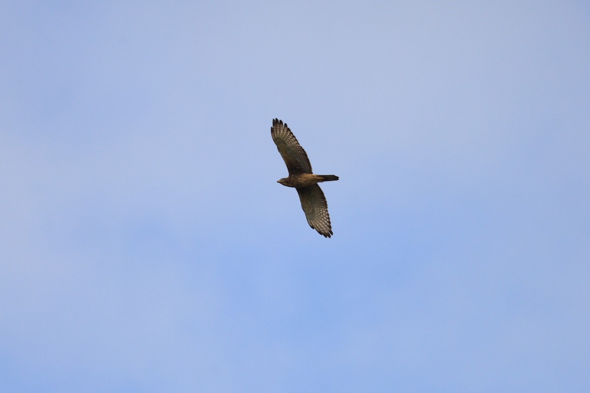 メジロサシバ - ML644136882