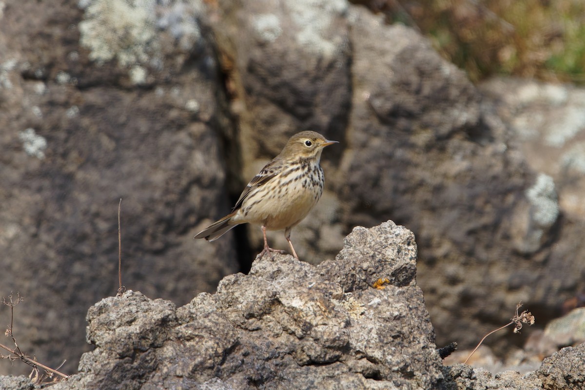 Siberian Pipit - ML644136886