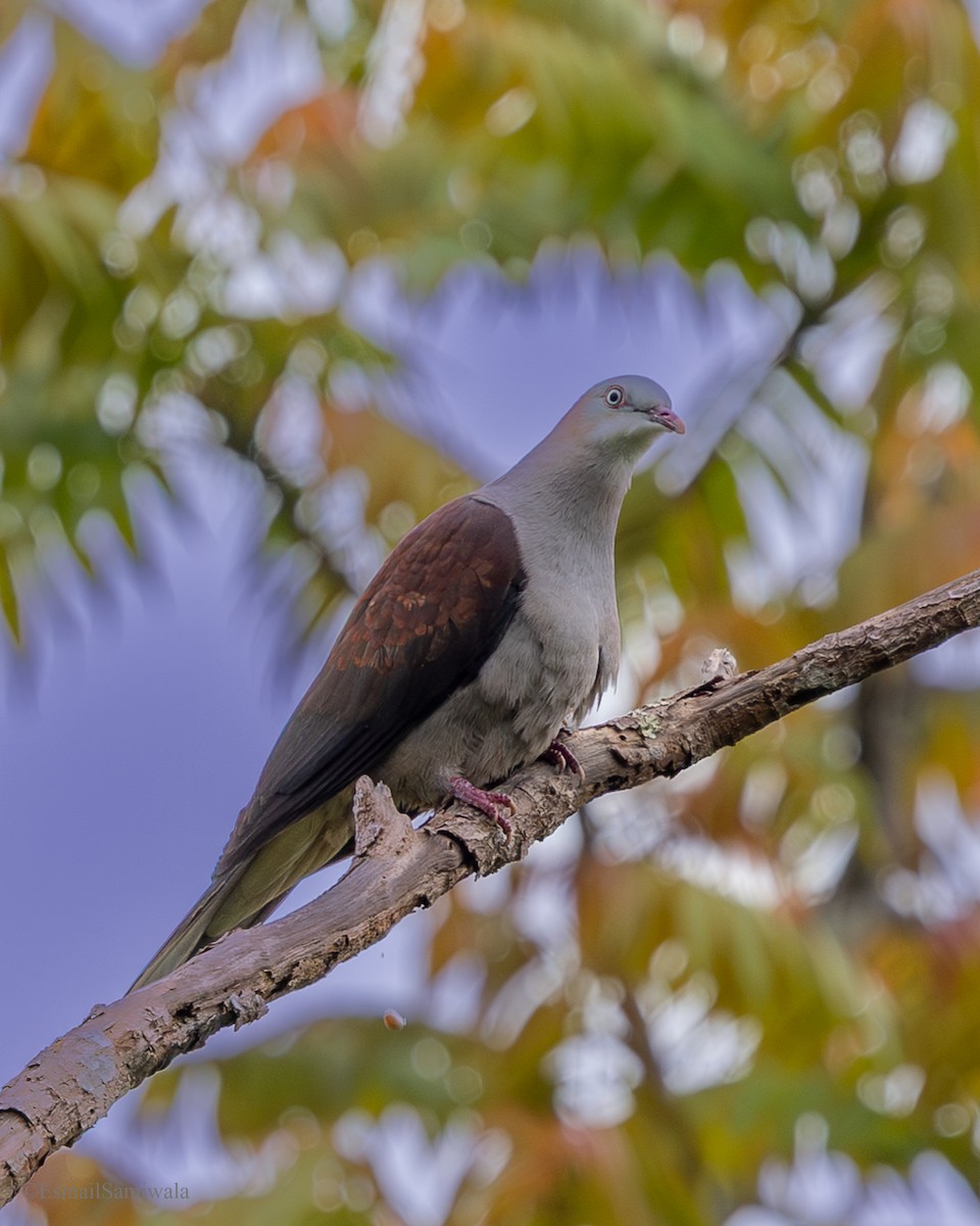 Горный плодовый голубь - ML644136891