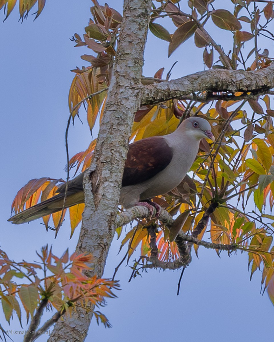 Горный плодовый голубь - ML644136892