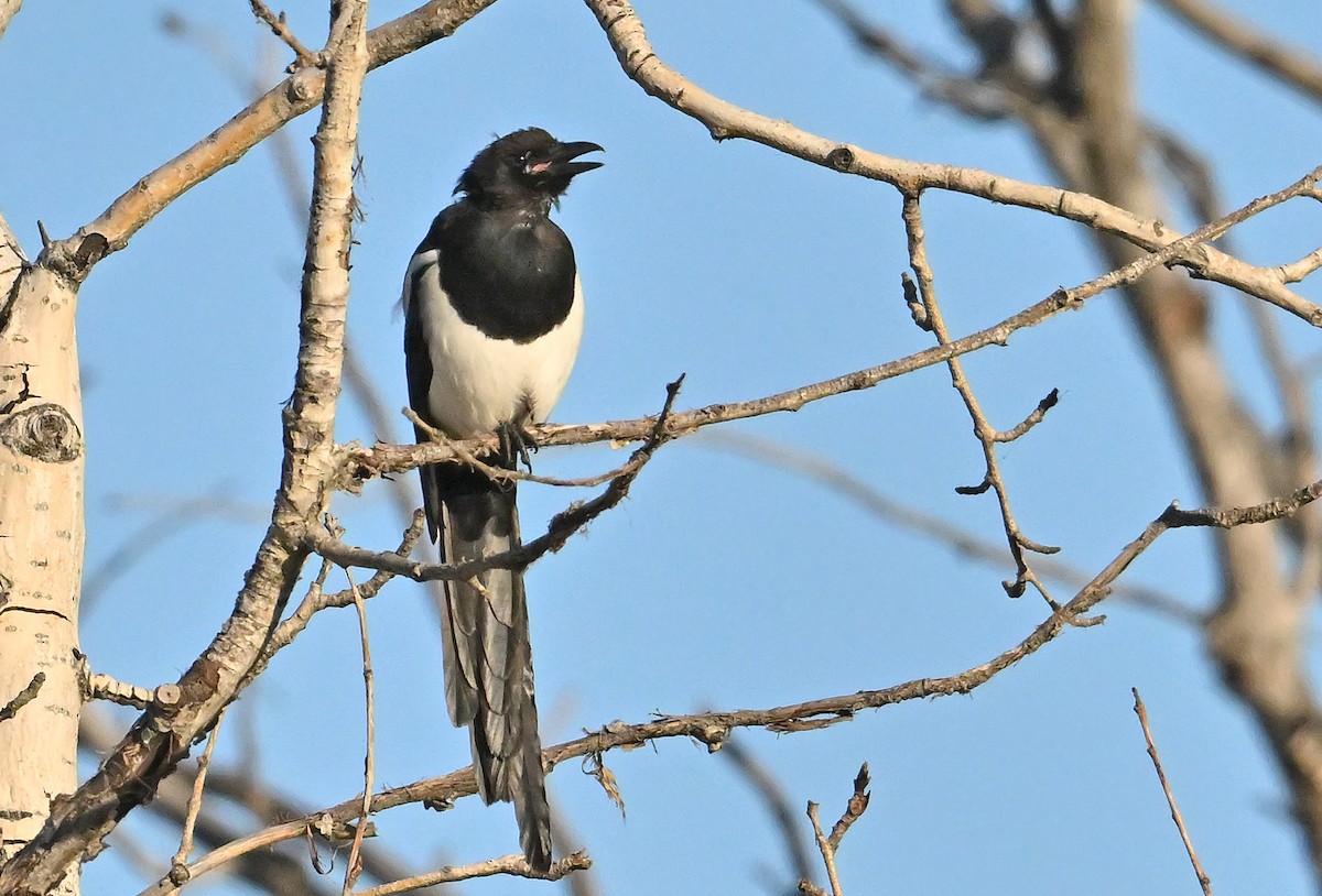 Black-billed Magpie - ML644136898