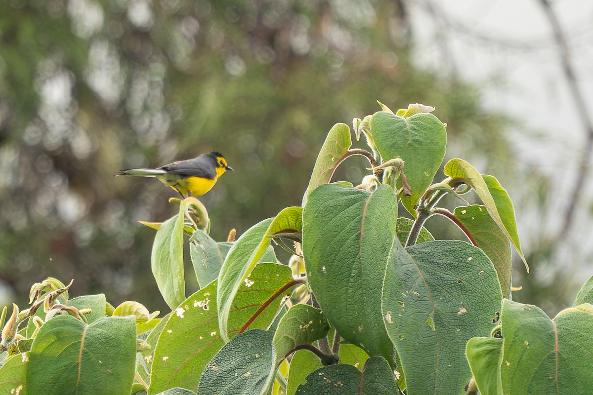 Brillenwaldsänger - ML644136899