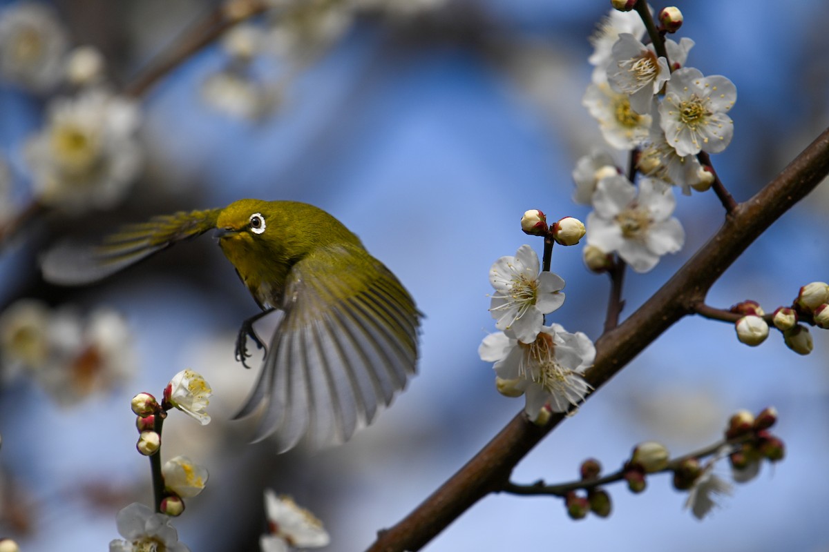 Warbling White-eye - ML644136900