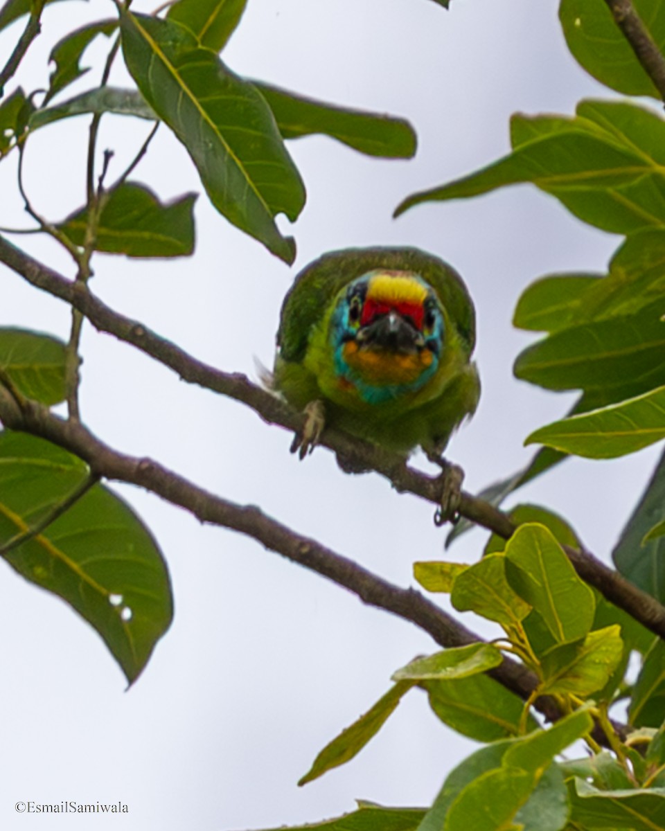 Barbudo Cejinegro - ML644136908