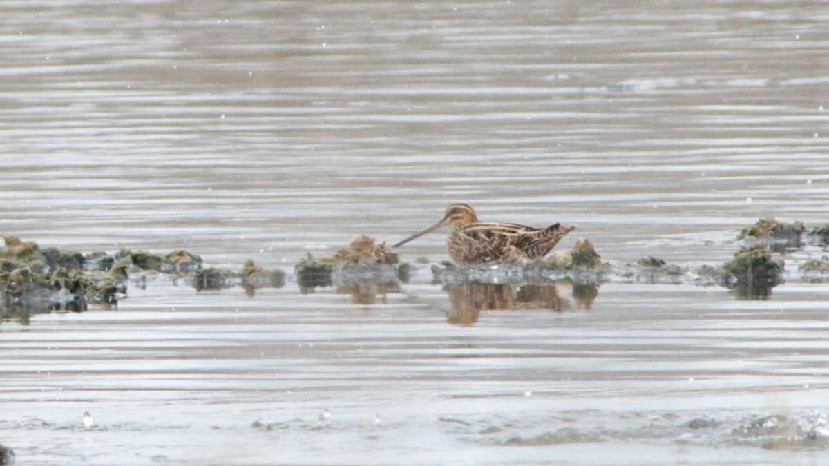 Common Snipe - ML644136910