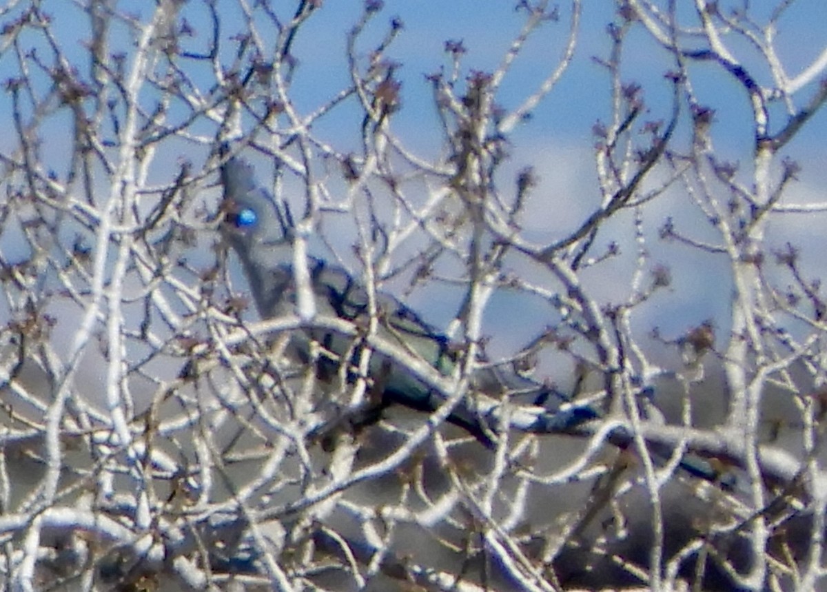 Verreaux's Coua - ML644136917