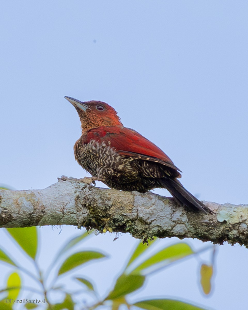 Mennigspecht - ML644136919