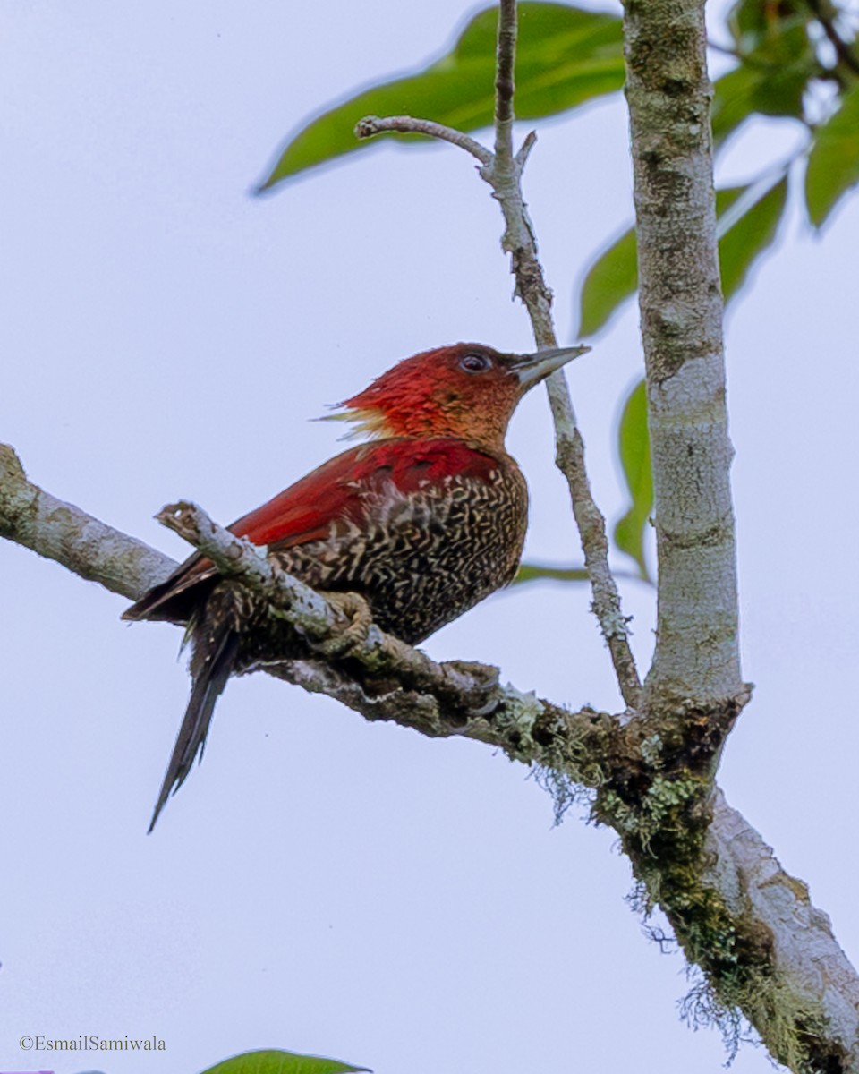 Mennigspecht - ML644136920