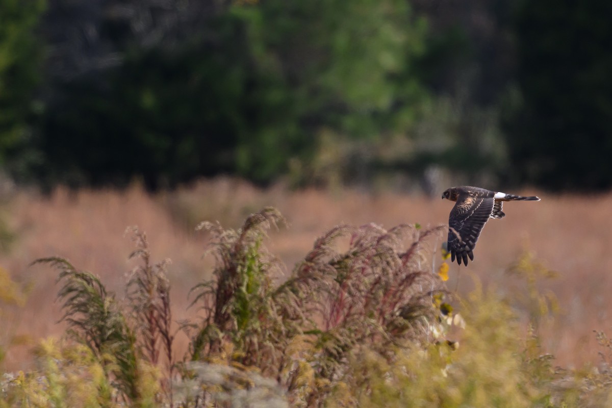 Northern Harrier - ML644136924