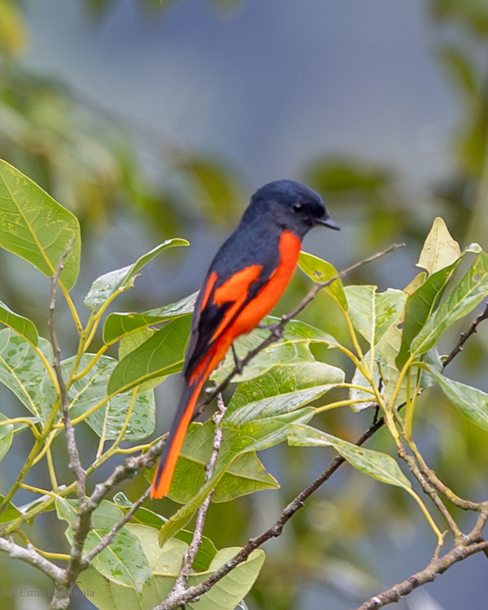 gråhakemønjefugl - ML644136928