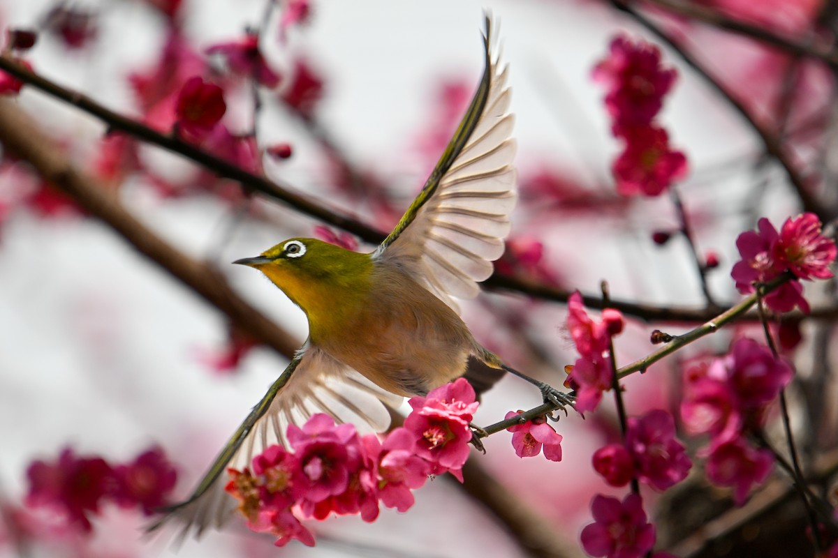 Warbling White-eye - ML644136931