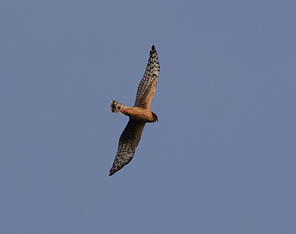 Northern Harrier - ML644136932