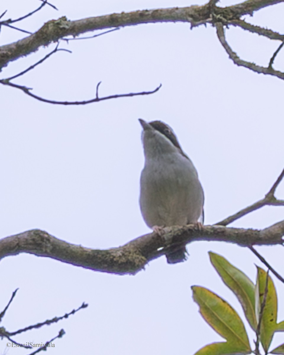 White-browed Shrike-Babbler - ML644136946
