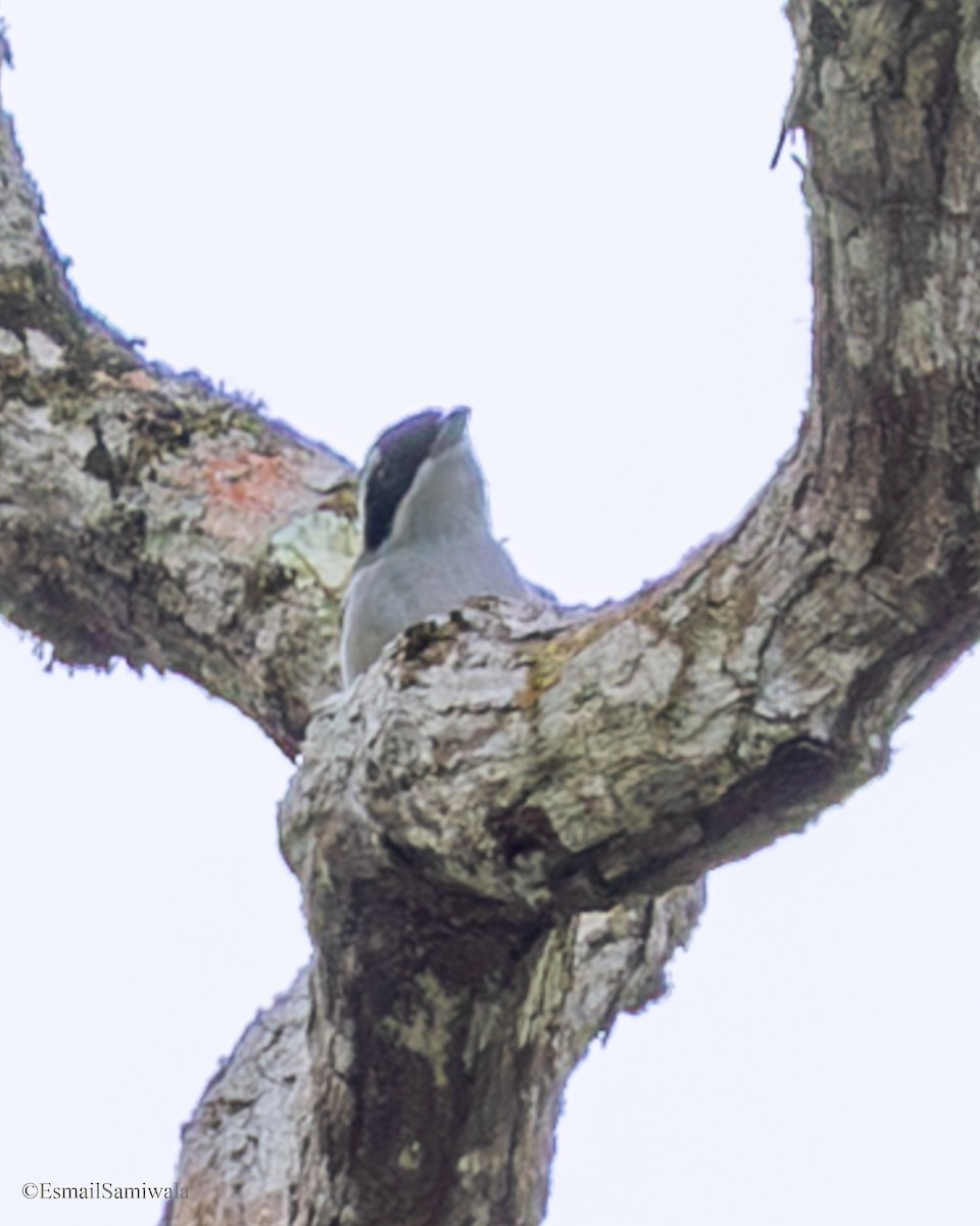 White-browed Shrike-Babbler - ML644136947