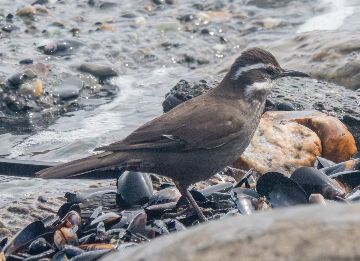 Cinclode à ventre sombre - ML644136955