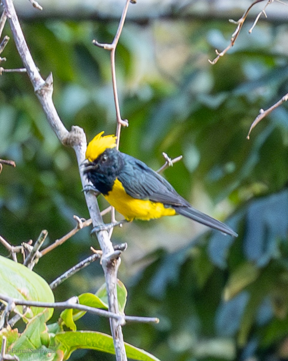 Mésange sultane - ML644136957
